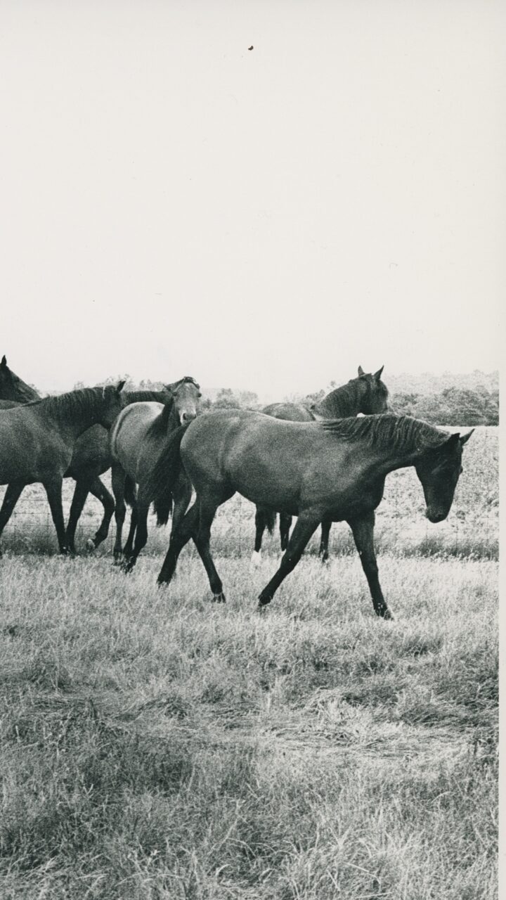 Hästar i hage _1_ (3)