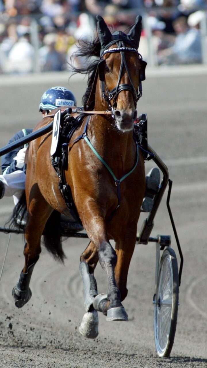 Victory Tilly heat fram