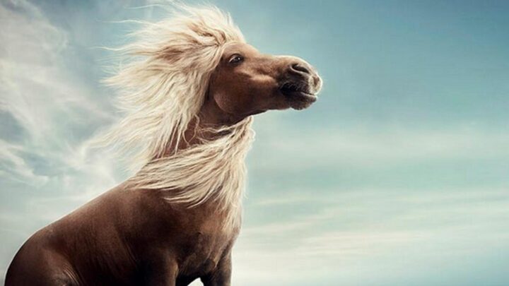 vinnieförstakampanj